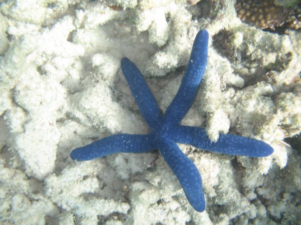 A very rare blue Starfish