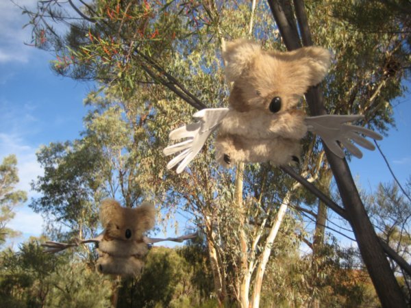 Flying Koala!