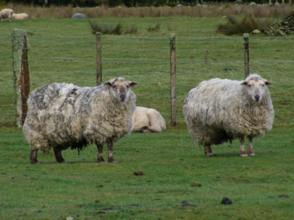 Sheep outnumber people 12-1