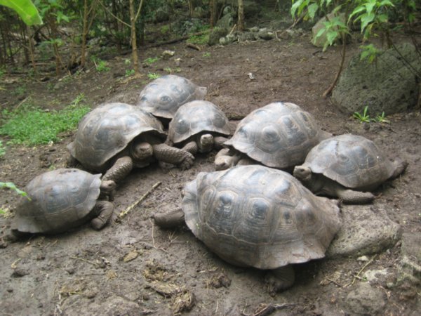 Annual General Meeting of Giant Tortoises