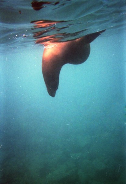 Sea Lion playing underwater 2