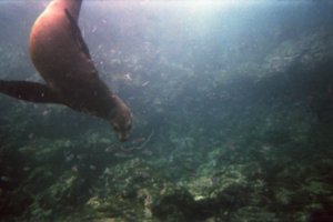 Sea Lion playing underwater