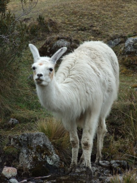 Alpaca (or is it a llama...who knows!)