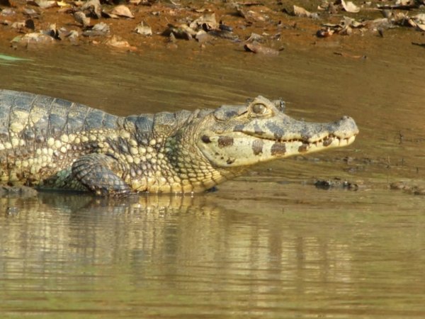 Can´t have too many alligator pictures!