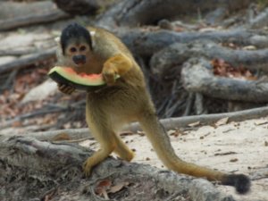 Monkey with melon
