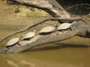 Turtles enjoying the sun