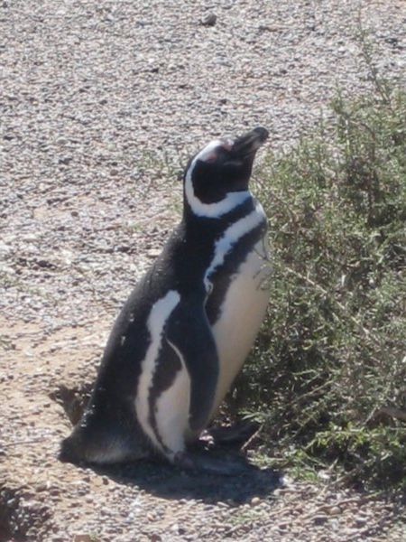 Penguin at Punta Tombo