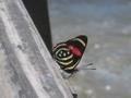 Unusual Butterfly