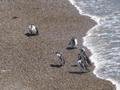 Penguins Going for a Swim