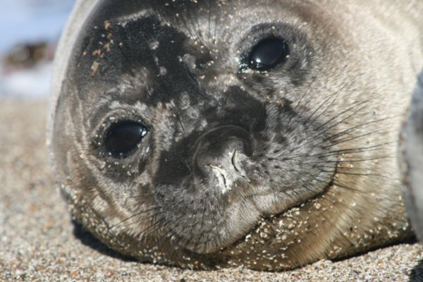 A Cute Seal