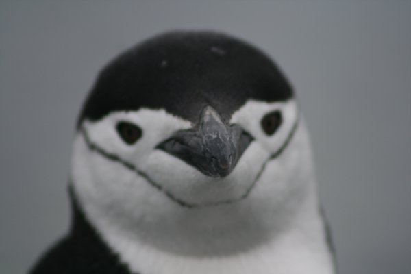 A Chin-Strap Penguin