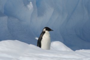 An Emperor Penguin