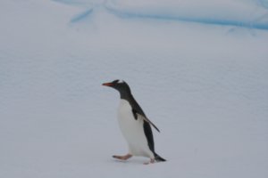 Penguins - love ´em