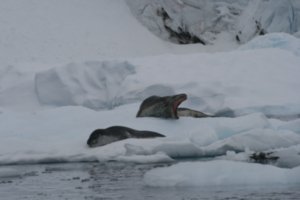 Leopard Seal - can eat humans!