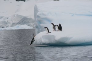 Adeli Penguins