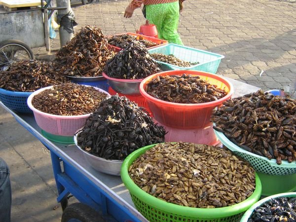 The culinary specialties of Phnom Penh - all kinds of insects