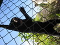 Sun bear posing for us, well he actually only wanted to get a coconut