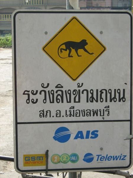 Watch out - monkeys on the road!