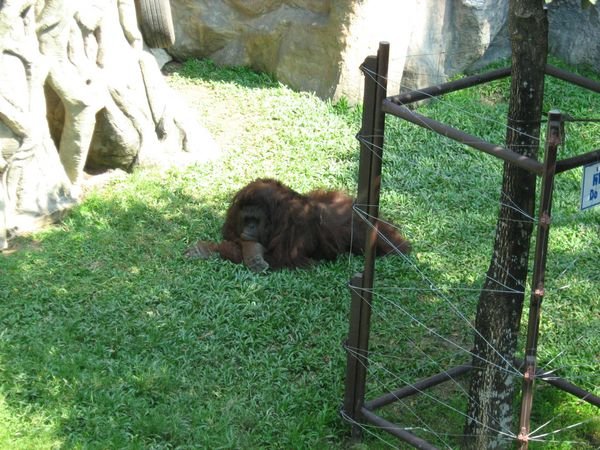 Orangutan in the Zoo