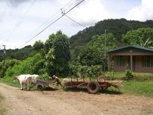 Costa Rica Traditional Oxcart