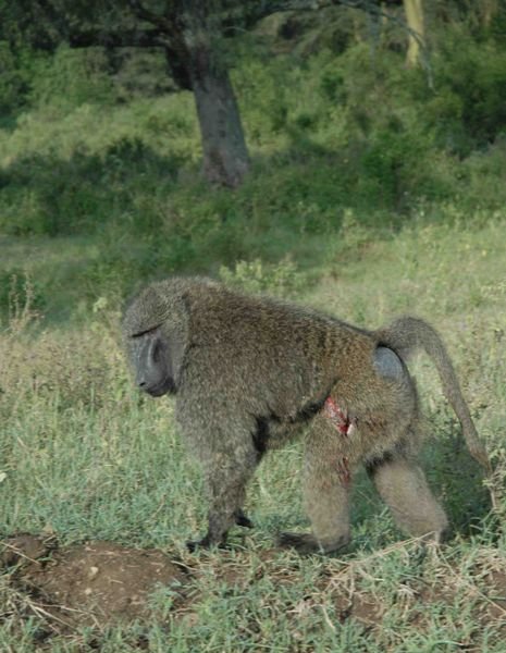 Injured baboon