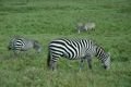 More zebras 