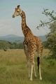 Giraffe posing for camera