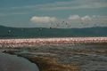 Lake Nakuru's flamingos