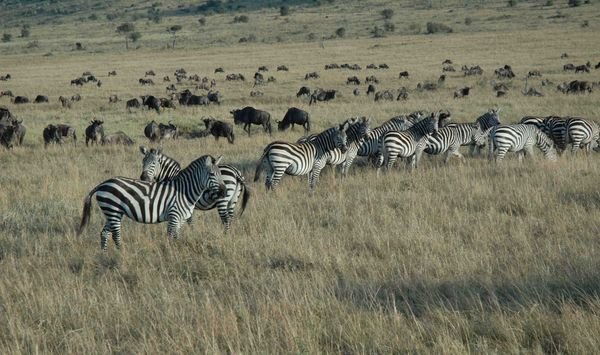 zebras and wildebeests