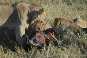 juvenile males eating a wildebeest