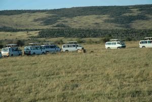 safari vehicles surrounding the juvenile males as they feed