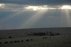 wildebeest crossing mara at dusk