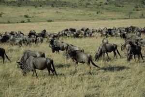 small part of one wildebeest herd