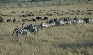 zebras and wildebeests