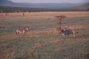 zebras in the early morning