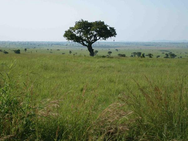 Ugandan countryside