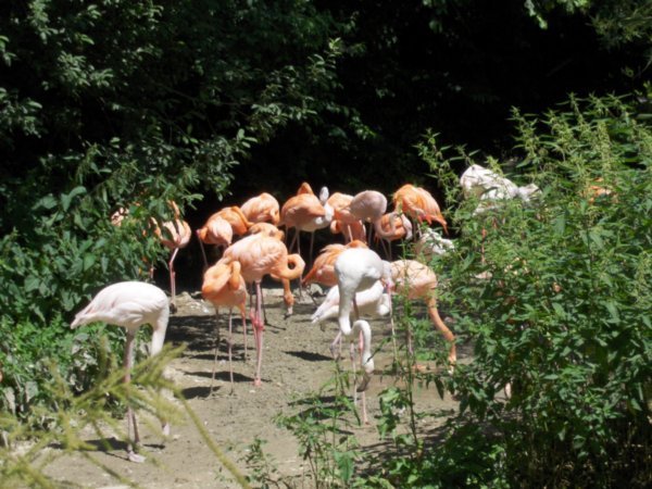 Flamingos in the Hellabrunn park