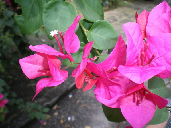 pink flower!