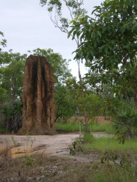 50 yr old cathedral termite mound