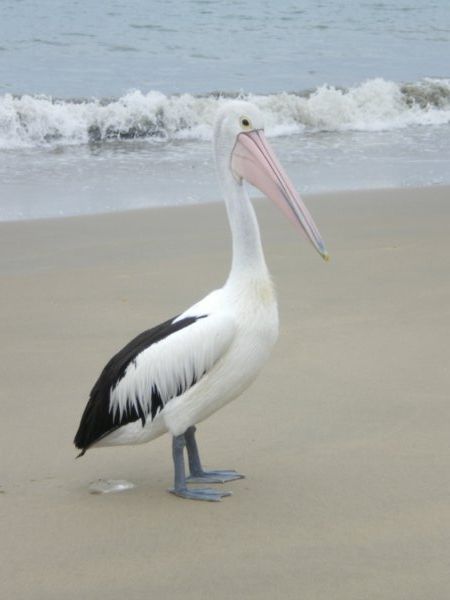 Pelican!