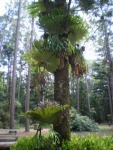 epiphytes growing on the trees