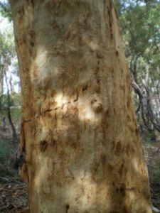 'Scribbly Eucalyptus' - original name!