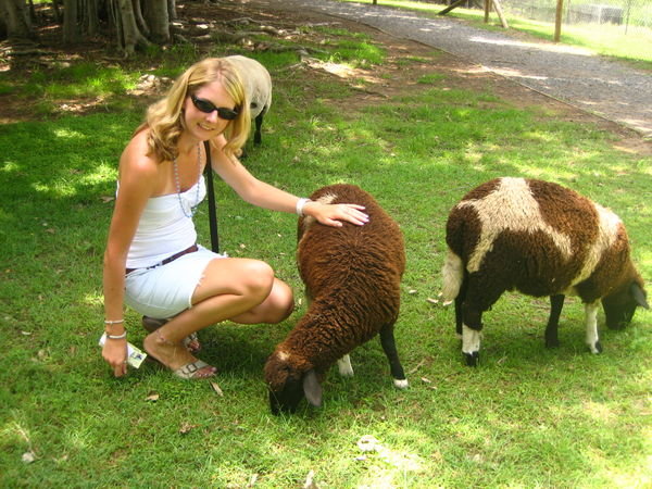 Sel with the brown sheep!
