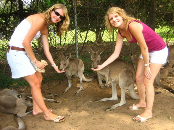 Kangaroo Feeding!