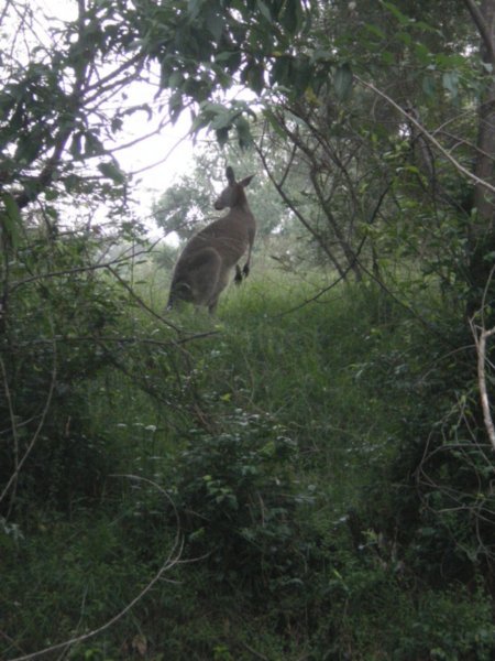 wild kangaroo