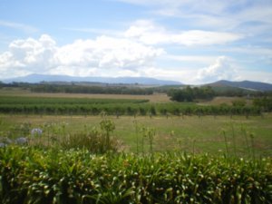 view from Yering Farm, the Yarra Valley