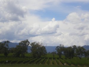 Yarra vineyard
