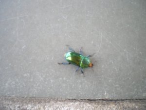 a Christmas Beetle!