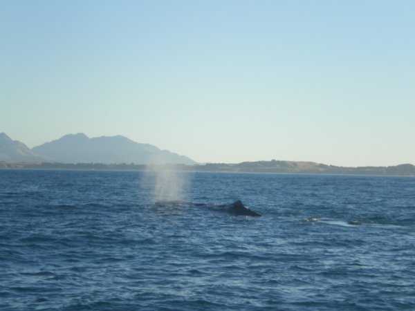 whale no. 1