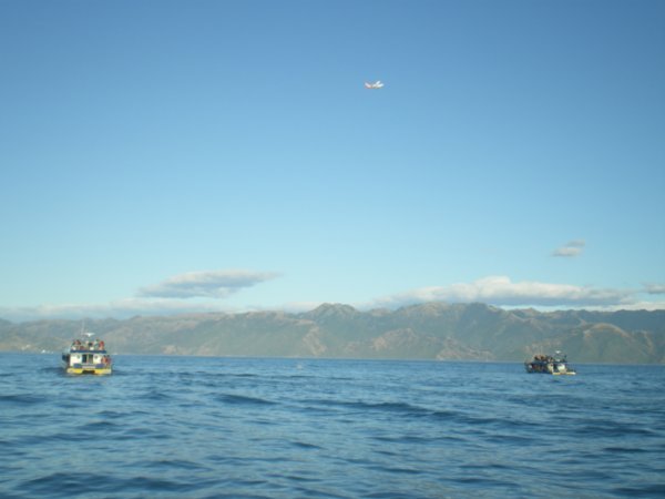 2 boats and a plane admiring whale 3!